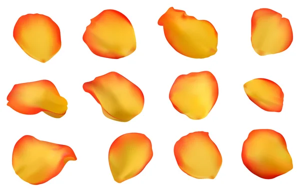 Pétales de rose multicolores — Image vectorielle