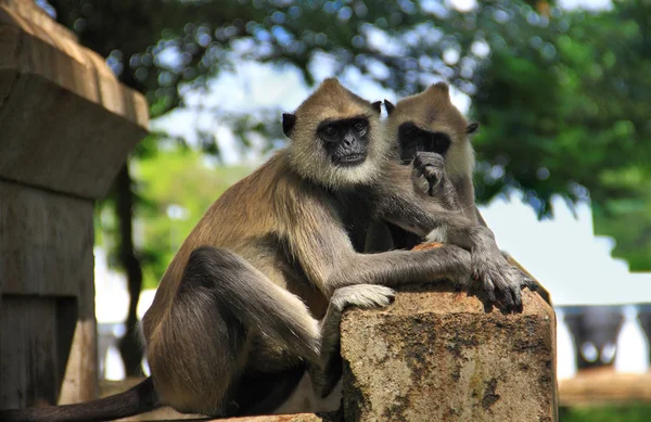 Dois macacos. — Fotografia de Stock