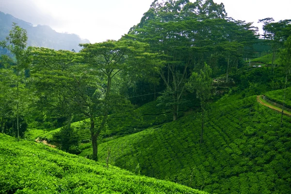 stock image Ceylon tea