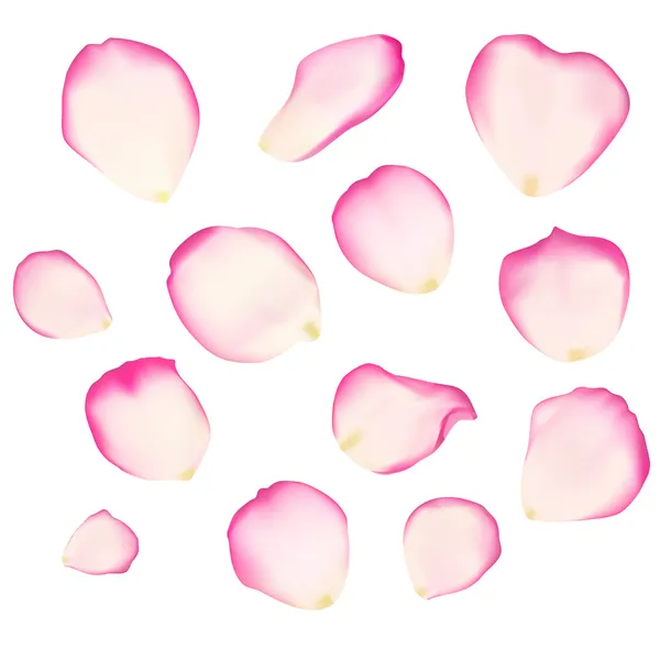 Set aus leuchtenden Rosenblättern — Stockvektor