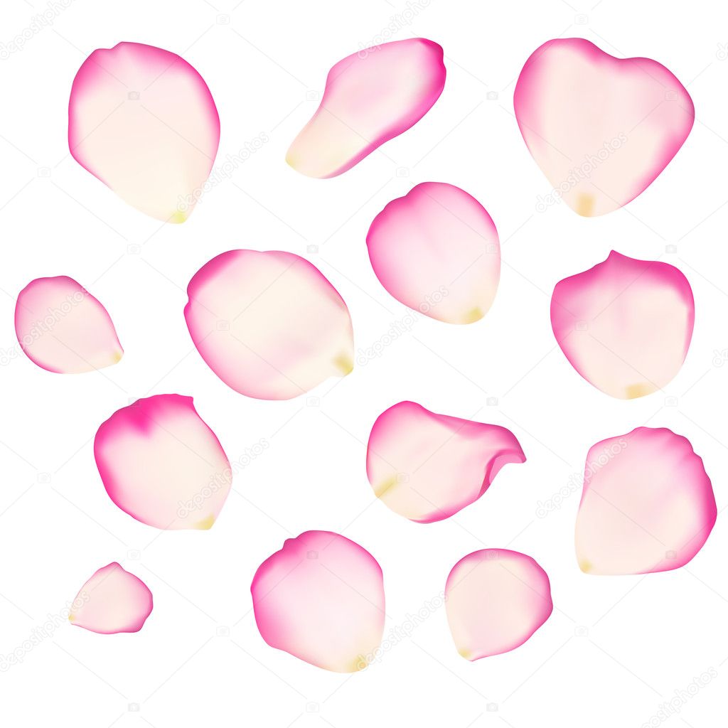 Set of bright rose petals