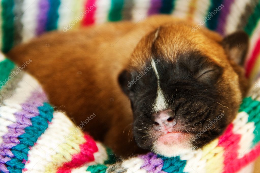 Newborn puppy — Stock Photo © smilingsunray #6381896