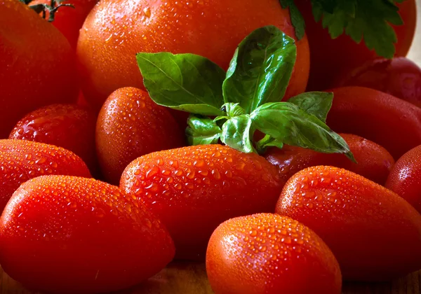 Tomat og basilikum - Stock-foto