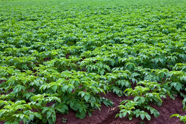 Potato plants — Stock Photo, Image