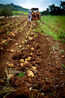 Potato field clipart