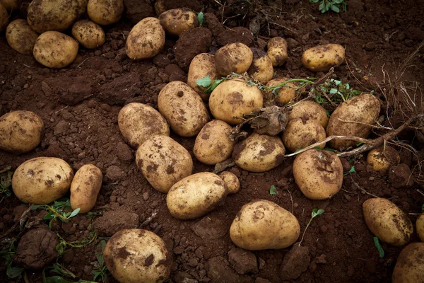 बटाटा फील्ड — स्टॉक फोटो, इमेज