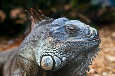 Iguana