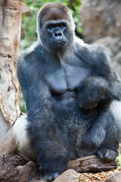 Grande Gorila. — Fotografia de Stock