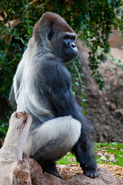 Nagy gorilla — Stock Fotó