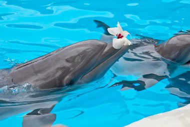 Bottlenose dolphin clipart