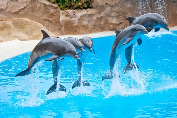Dolfijnen Rechtenvrije Stockfoto's
