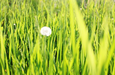 Grass and dandelions clipart