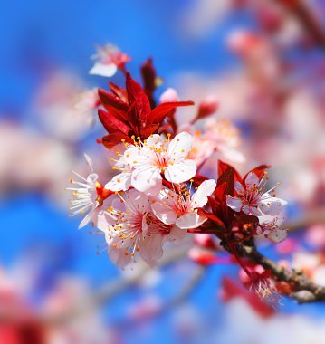 Cherry tree blossom clipart