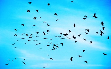 Flock of crows clipart