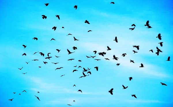 Flock kråkor — Stockfoto