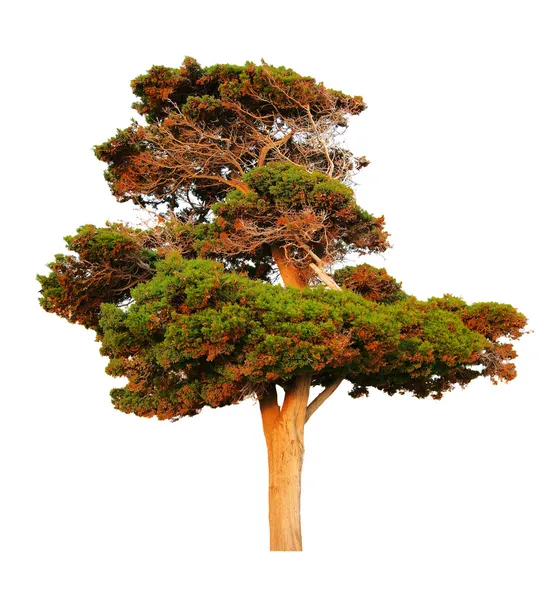 Velký stálezelený strom — Stock fotografie