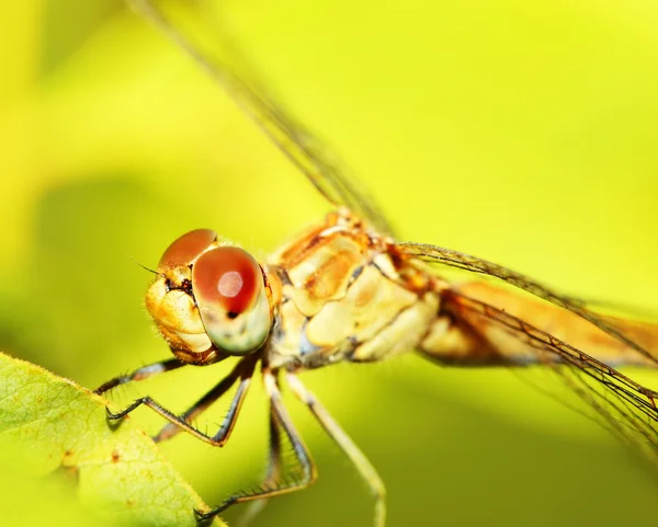 Extrême gros plan sur les yeux de libellule — Photo