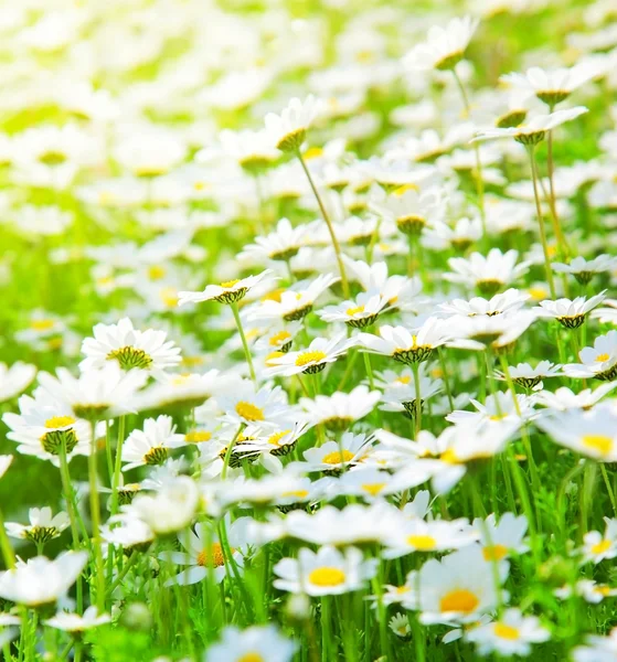 Frühlingsfeld der Gänseblümchen — Stockfoto