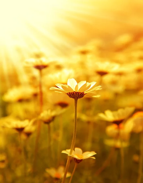 Daisy flower fältet över sunset — Stockfoto
