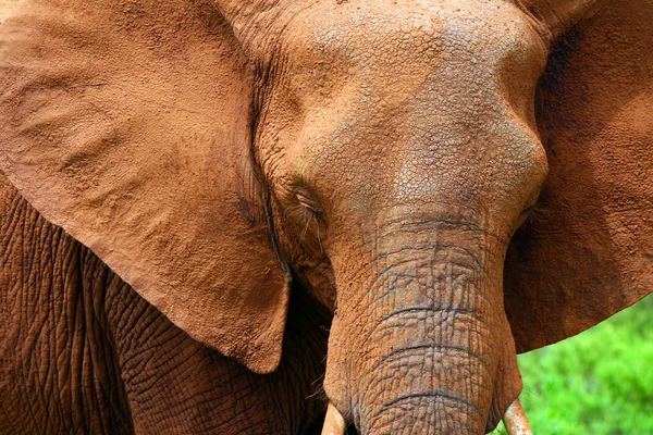 Closeup portrait of African elephant — Stock Photo, Image