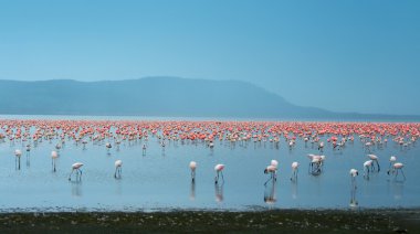 flamingo sürüleri