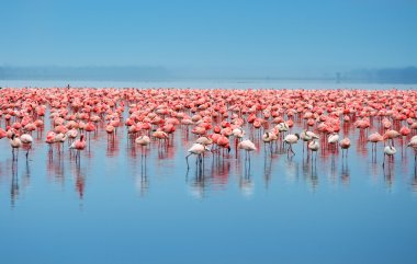 flamingo sürüleri