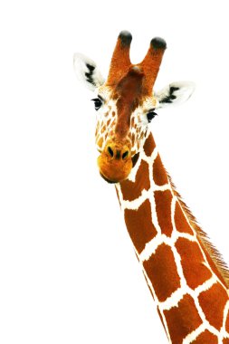 Portrait of giraffe clipart