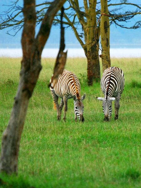 Wild zebras