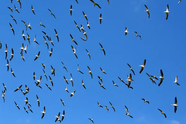 Flock pelikaner i himlen — Stockfoto