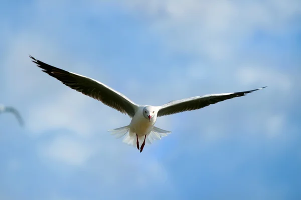 Burung camar terbang — Stok Foto