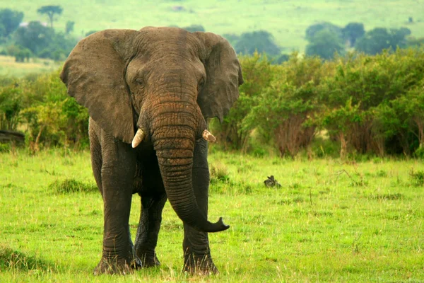 Elefante en la naturaleza —  Fotos de Stock