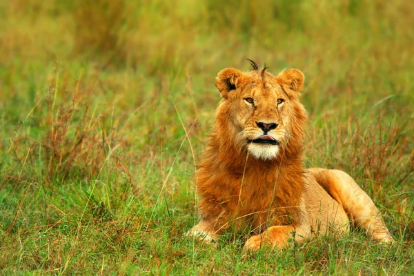 Retrato de un joven león salvaje africano — Foto de Stock