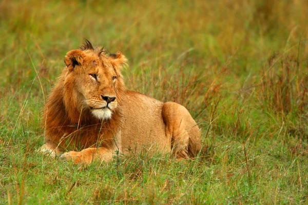 Genç vahşi Afrika aslanı portresi — Stok fotoğraf