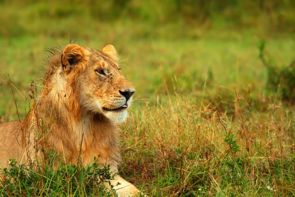 Retrato do jovem leão africano selvagem — Fotografia de Stock