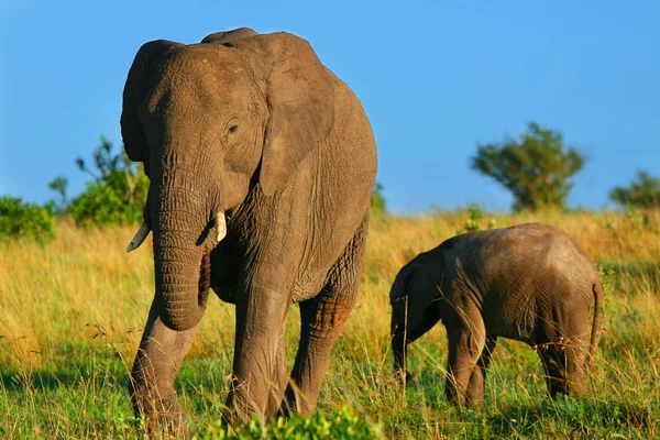 Elefantes en la naturaleza — Foto de Stock