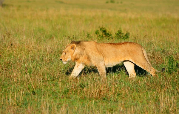 Άγριο αφρικανικό λιοντάρι — Φωτογραφία Αρχείου