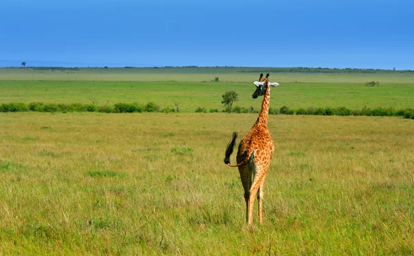 Дикий африканский жираф — стоковое фото