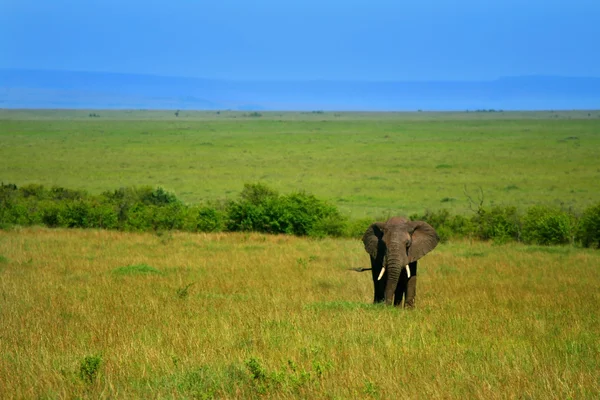 Elefante africano en la naturaleza —  Fotos de Stock