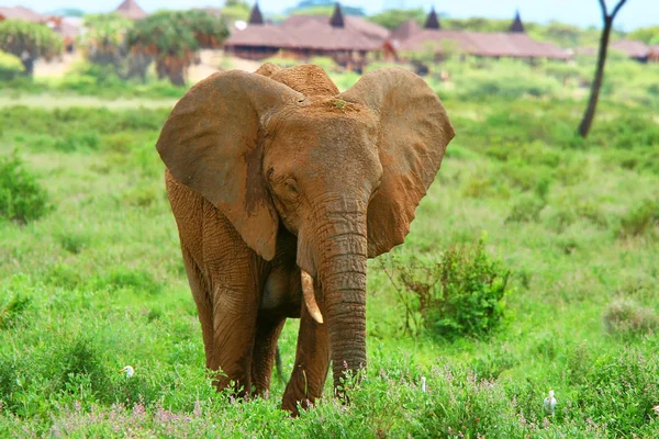 Elefante en el medio silvestre — Stockfoto