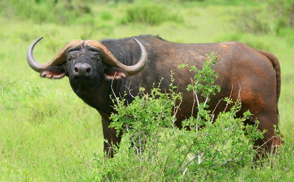 Afrikaanse buffel — Stockfoto
