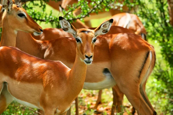 Antilope selvatica — Foto Stock