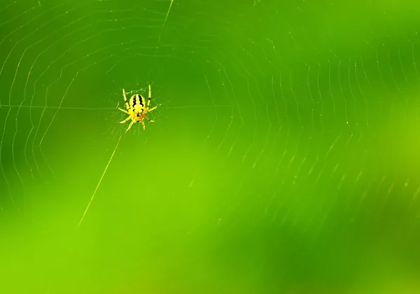 Tła pajęczyna — Zdjęcie stockowe