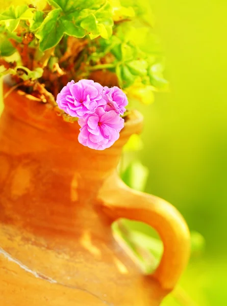 Rosa flor de primavera en la olla — Foto de Stock