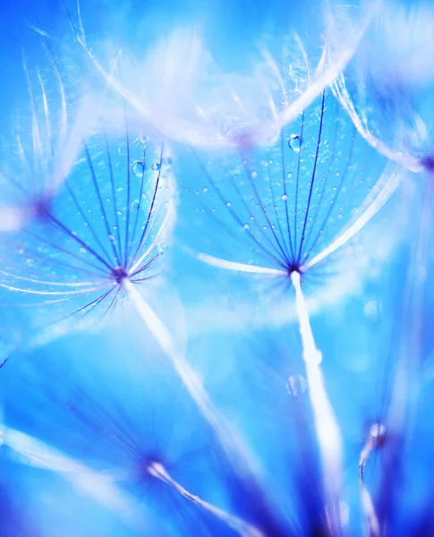 Karahindiba yumuşak çiçek — Stok fotoğraf