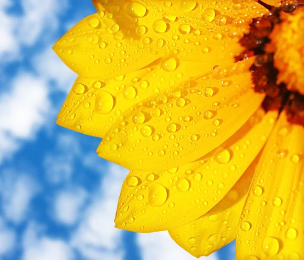 Мокрый желтый цветок — стоковое фото