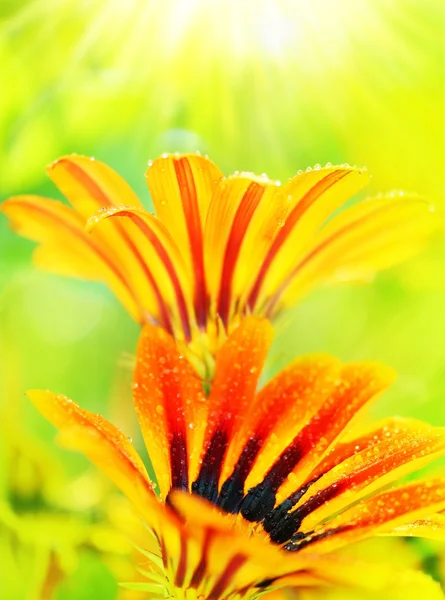Flores frescas húmedas — Foto de Stock