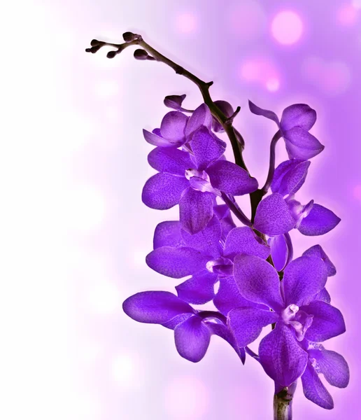 Фіолетовий орхідея — стокове фото