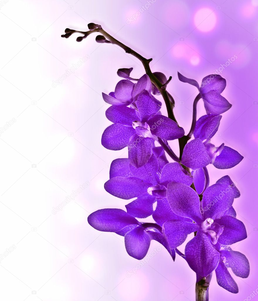 Orquídea roxa fotos, imagens de © Anna_Om #5434476