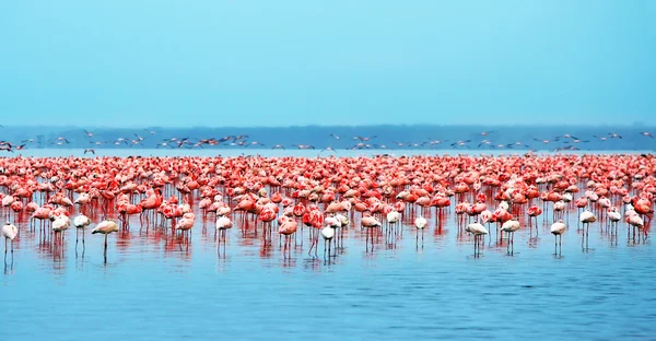 Стаи фламинго — стоковое фото