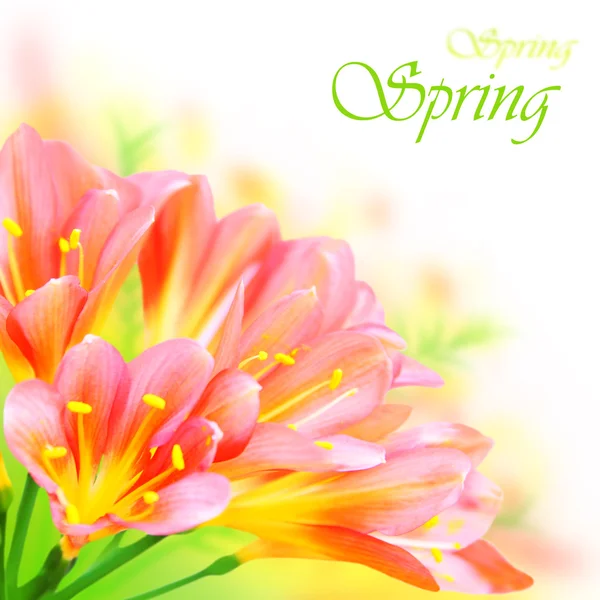 Okraj jarních květin — Stock fotografie